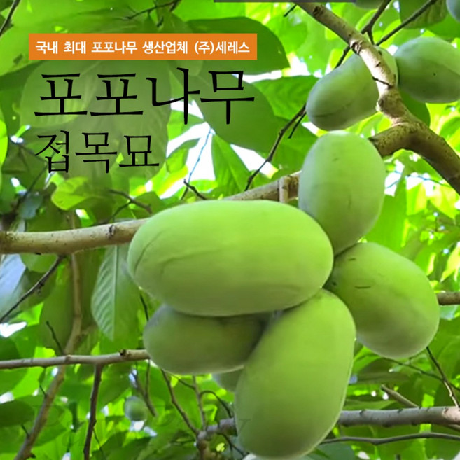 포포나무 대과종 접목묘 1년생 2년생 포트묘 항암식물, 1개, 제릭스빅걸