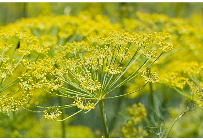 [허브씨앗] 펜넬(회향) 20립, 1세트