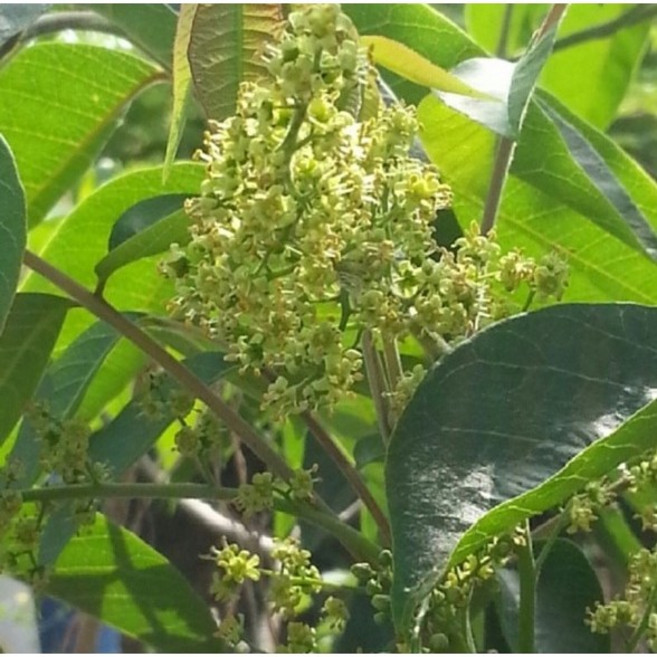 광일농원 참옻나무 2년생 묘목 2주 묶음 약용수, 2개, 옻나무