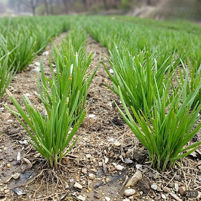 국내산 손질 부추 한단 정구지, 1개, 1kg