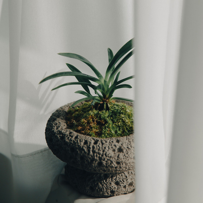 소엽풍란 절구 세라믹화산석 화분 키우기쉬운 식물, 소엽풍란+비단이끼+절구화산석화분(블랙), 1개