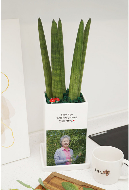 행사 단체 세례사진 맞춤 포토화분 도자기 직사각 대형 책상 로비 인테리어 공기정화식물 화분이야기, 스투키