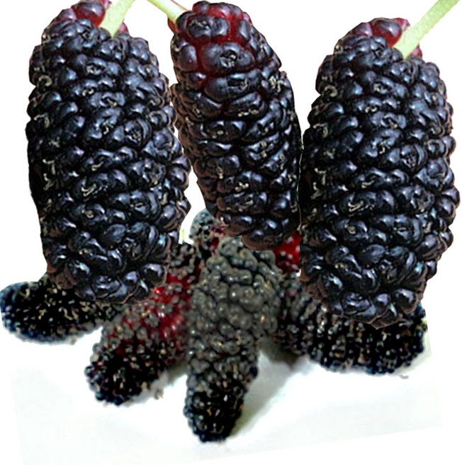 2025년 특품 햇 토종오디 급냉 선물용, 1박스, 토종오디 5kg