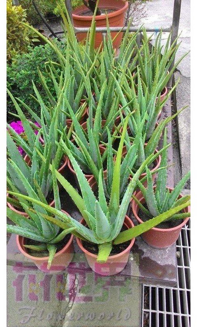 花花世界玫瑰園 香草翠玉蘆薈6吋盆栽 高30-40cm, 1個