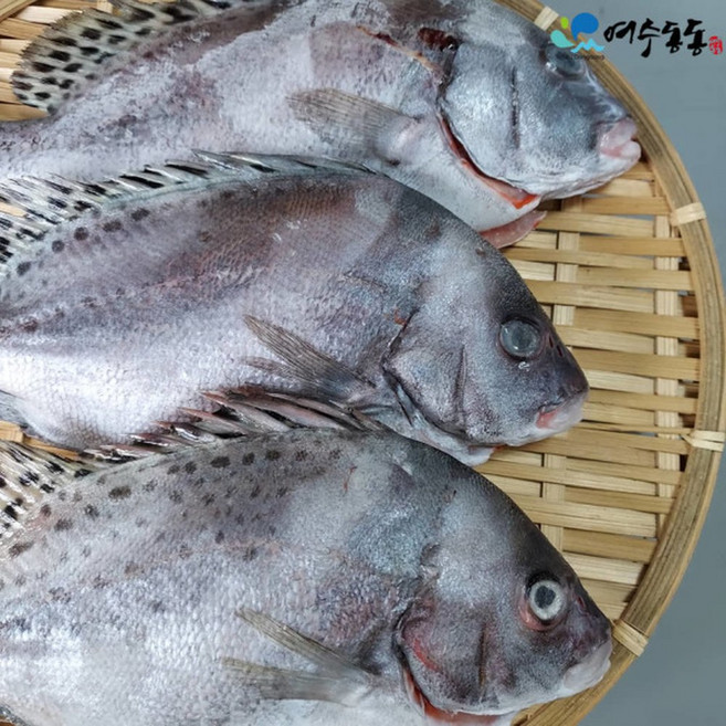 자연산 딱돔(어름돔) 22cm 내외 200g내외 5마리, 1개