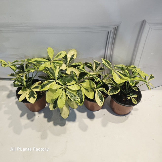 무배특가 식물공장 4개발송 묶음발송 무늬홍콩야자 소품 10-25cm 89, 1개