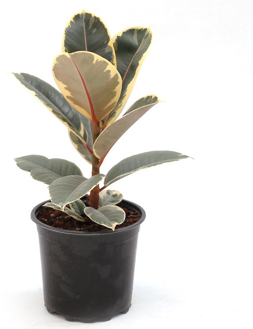 수채화 고무나무 중형 화분 토분 수지화분 라탄바구니, 기본포트