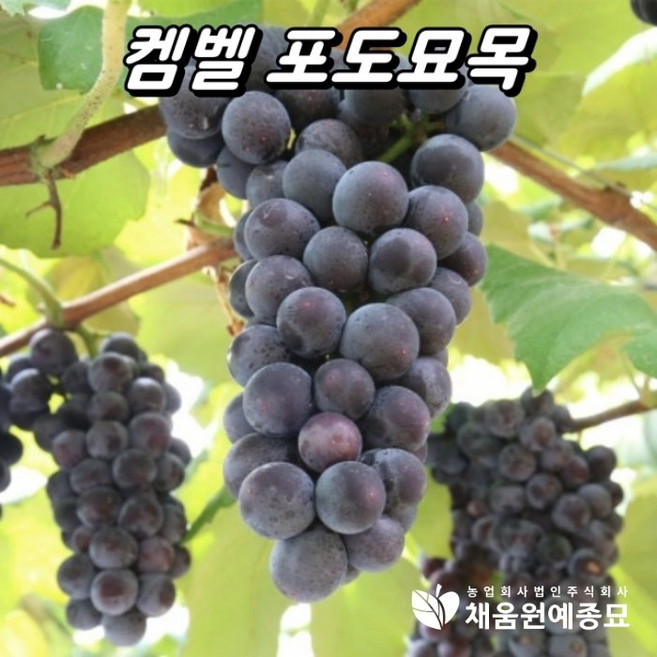 켐벨(캠벨) 포도나무 삽목1년생 포트묘 묘목 채움원예종묘
