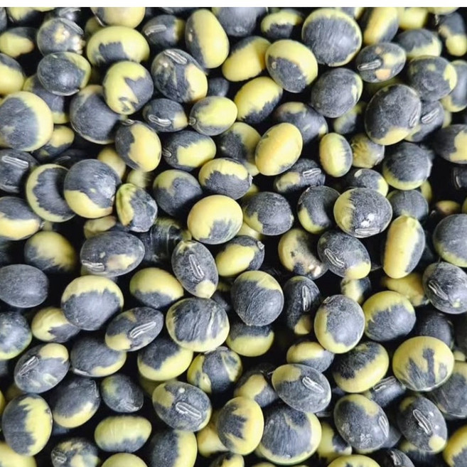 농랑부랑 국산 선비콩 선비잡이콩 1kg, 1개