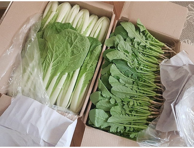 연하고 부드러운 포천 아기열무. 어린열무, 4kg, 1박스, 아기열무2kg+얼갈이2kg