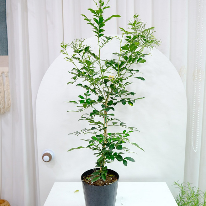 오렌지자스민 대형나무 60cm 실내공기정화식물 향기나는 꽃나무, 1개