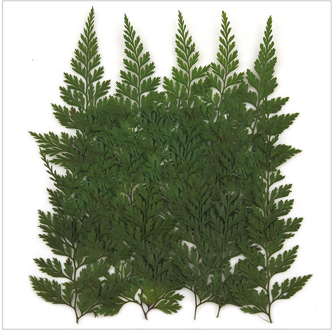 프레스코21 압화 잎/녹색잎 고비 15p (착색), 1개, 15개입