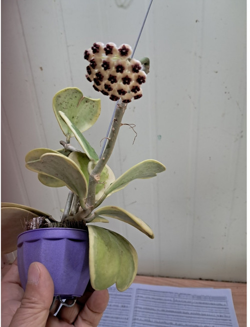 무늬하트호야 꽃나중에 펴요., 1개, 0