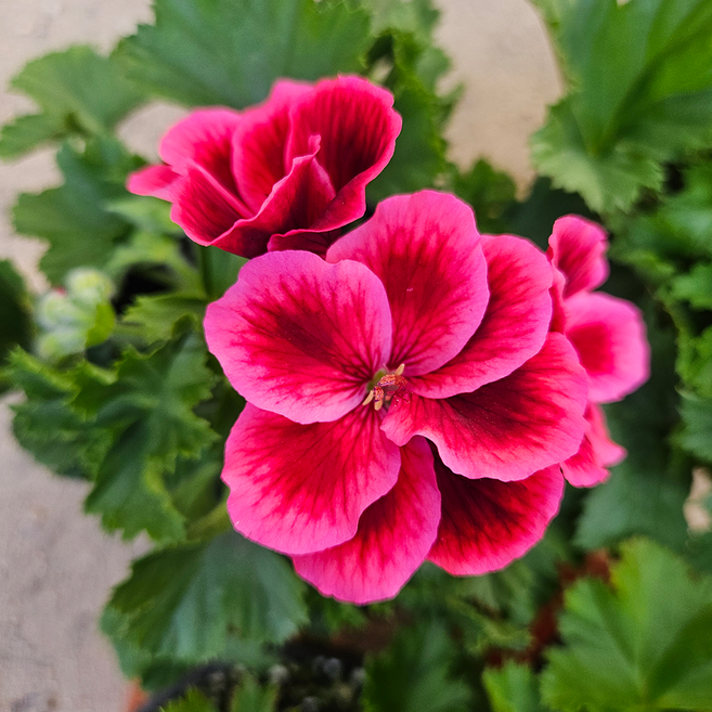 아비가든 캔디제라늄 1+1 (받침포함)향기나는꽃 예쁜꽃 소형 제라늄, 2개, 교차색상