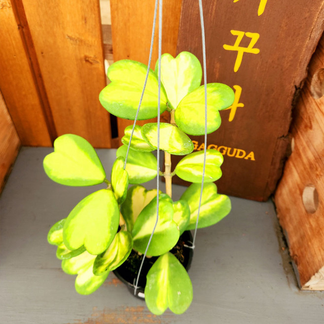 가꾸다 호야 뉴하트케리 바리에가타, 1개