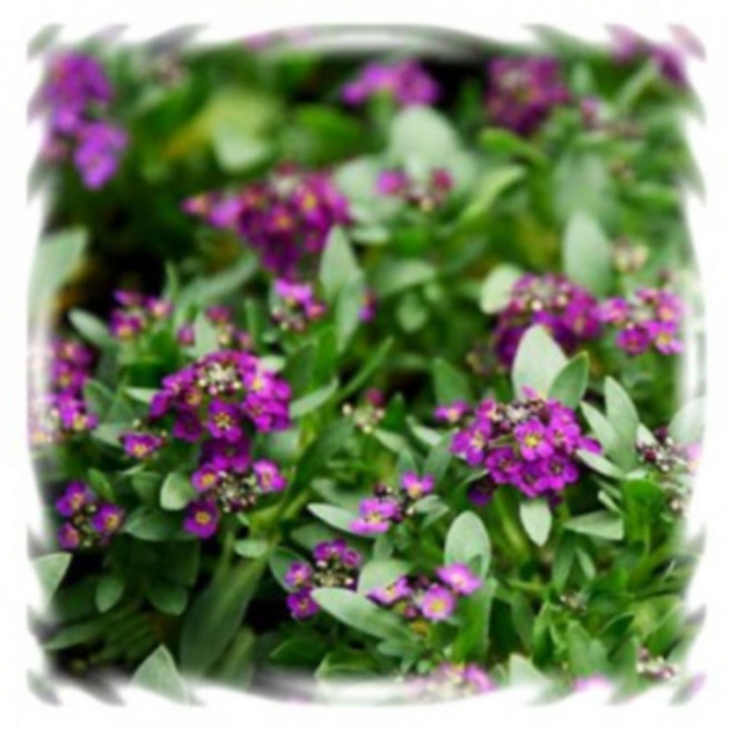 [꽃씨]알리섬, 이스터보넷 바이올렛(향기종) : 10립, 1개