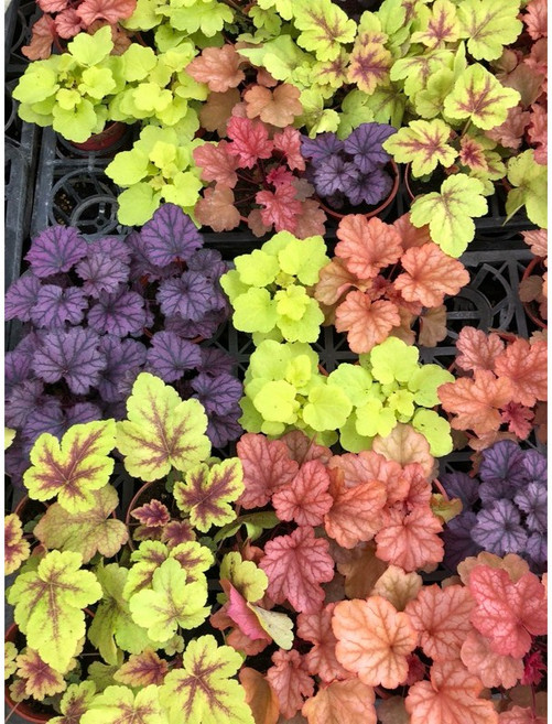 霏霏園藝 微醺海棠 5寸盆栽 多彩葉片 美化居家環境, 1個