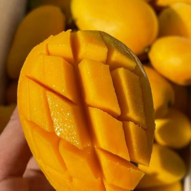 [신선끝판왕]초고당도 과즙줄줄 태국직송 마하차녹 무지개망고, 1박스, 2kg