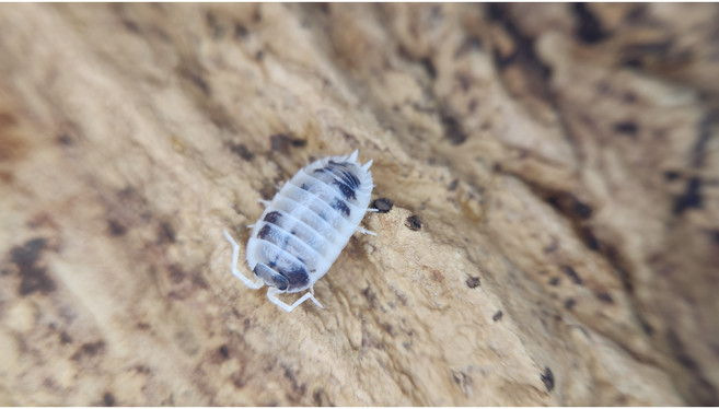 [70종] 등각류 분해생물 쥐며느리 톡토기 비바리움 교육용, 1세트, 데어리카우 10마리