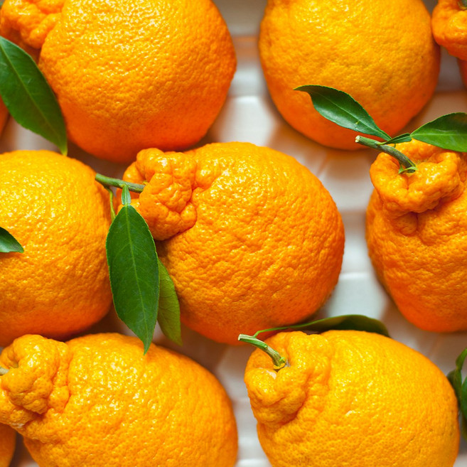 제주 산지직송 고당도 한라봉 과즙팡팡 할라봉, 1박스, 1.5KG 대과 (5과 내외)