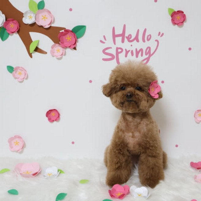 강아지포토존 봄컨셉 생일파티 소품 생일상 애견 반려동물 사진 배경촬영 콩이야놀자, 1개