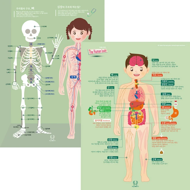 인체 포스터 2종 디자인완두 학습벽보 - 쿠팡