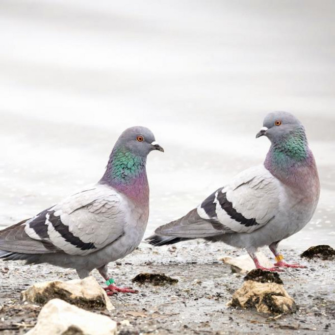 비둘기 앵무새를위한 18 Pcs 다채로운 식별 반지 내구성 알루미늄 새 다리 밴드 관리하기 쉬운 무작위 색상