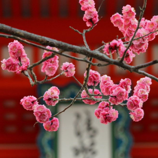 그루담다 매화나무 홍매화 설중매 묘목 3년생