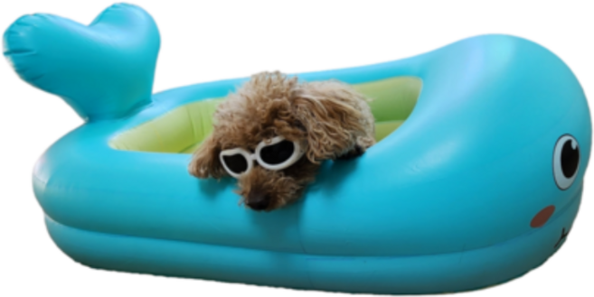 강아지튜브 물놀이 수영 애견 무지개 오리 돌고래 튜브, 1개