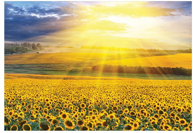 퍼즐코리아 해바라기들판의 일몰 미니퍼즐 2000피스 직소퍼즐 PK2000-3202, 퍼즐만, 1개