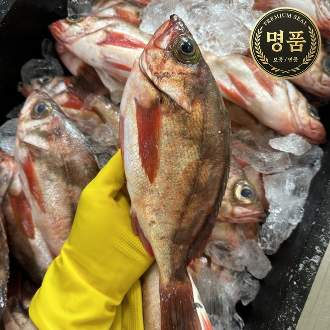 [산지직송] 100% 가거도 자연산 손질 열기 불 볼락, 1개, 1kg (6-7미)