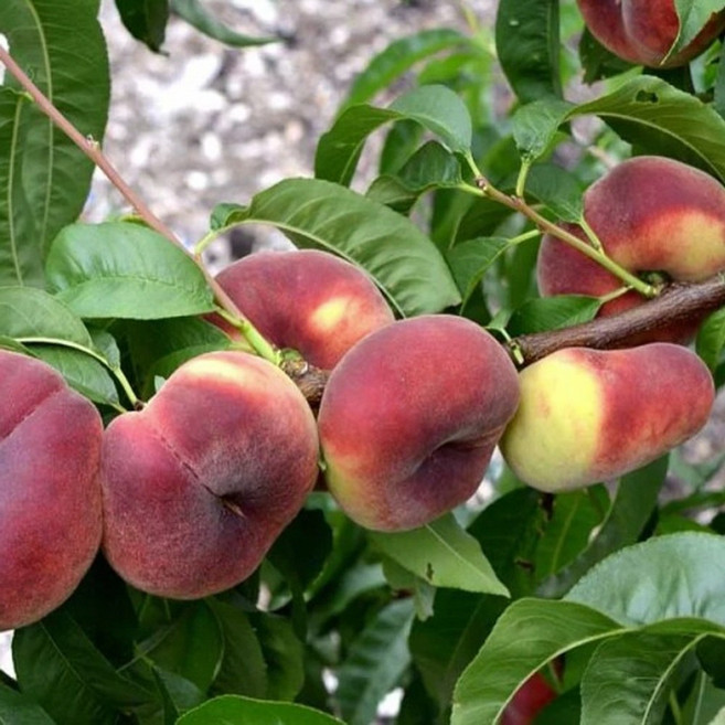 납작 복숭아나무 2년상묘 거반도 복숭아 묘목, 납작 복숭아 2년생 접목1년 특묘