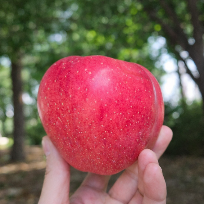 국내산 고당도 가정용 부사 사과 중과 대과, 1개, 5kg 대과 (17과 이하)