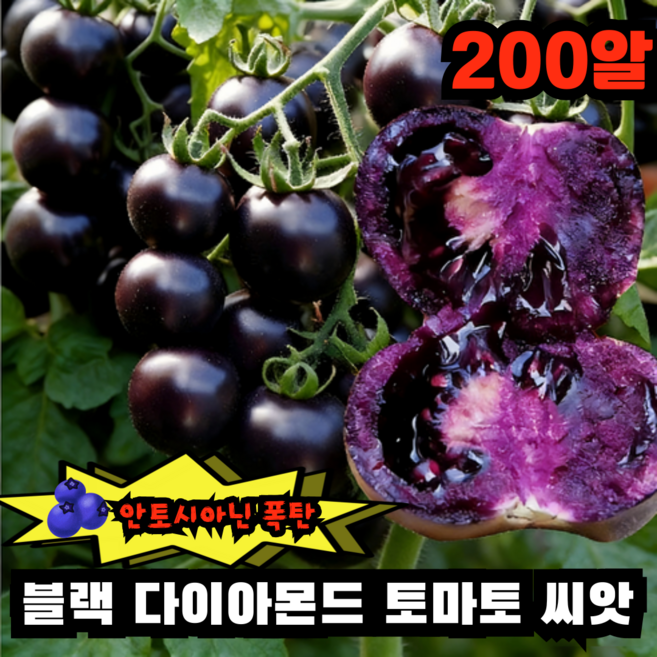 1+1 블랙 다이아몬드 토마토 씨앗 블루베리 토마토 안토시아닌 함량 높은 토마토 씨앗, 2개, 100알