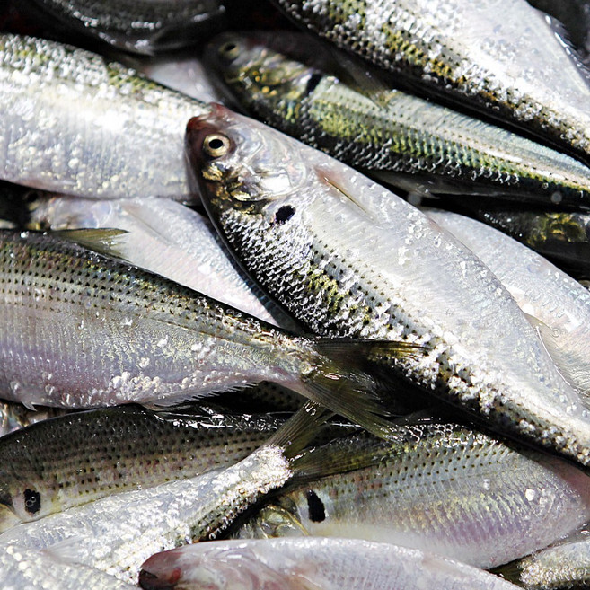 전어 1kg 대사이즈(5미 내외), 1개