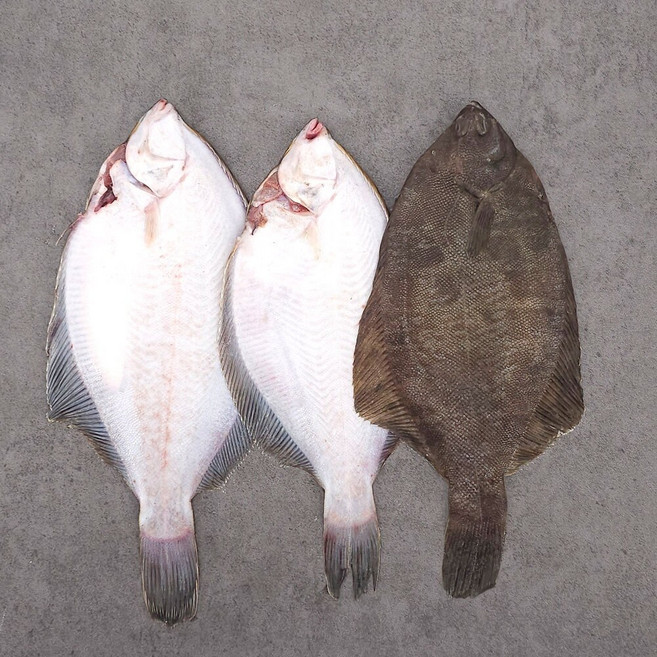 국내산 손질 도다리1kg(3-4미), 2개, 1kg