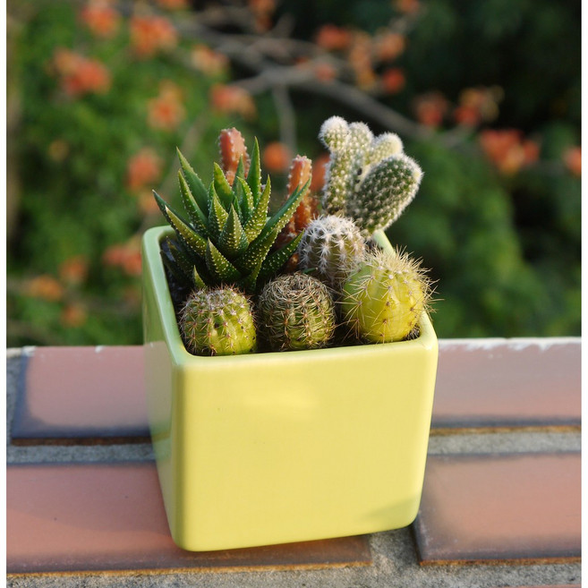 花樣渼栽 多肉組合盆栽 仙人掌 療癒室內植物, 1個, 綠色