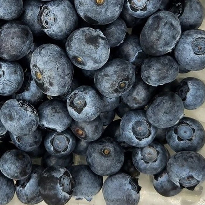 싱싱한 칠레산 생블루베리 125g 6팩 슈퍼푸드 과일