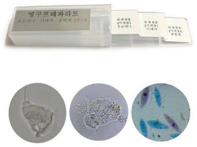 현미경관찰 프레파라트 3종미생물 과학키트 유아 diy 학원 상자 원리
