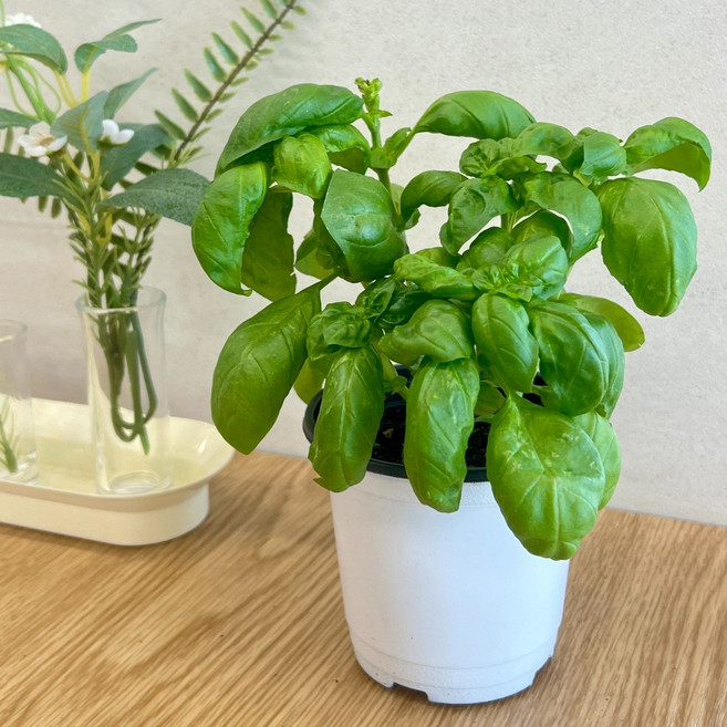 허브농장직송 스위트 바질 1+1 지금만 구매시 로즈마리 공짜, 1개