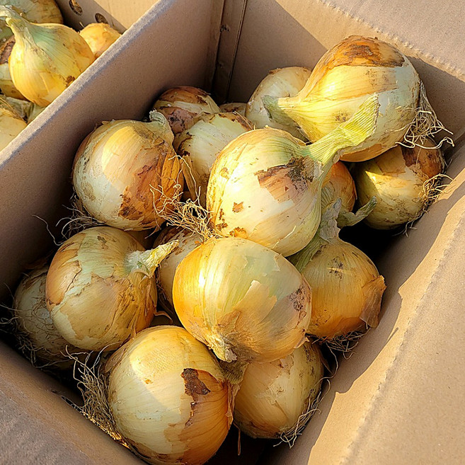 무안 흰 햇 양파, 1개, 햇 양파 5kg 중대혼합