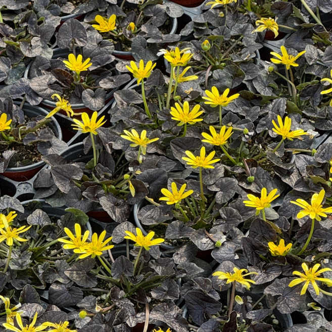 흑동의 동의나물 다년생 야생화 9cm 포트 노지월동 지피식물 흑동이, 10개