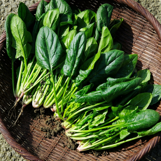 농장직송 직접재배 달달한 남해 시금치, 1박스, 1kg