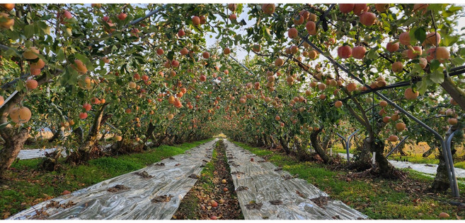 영동 고랭지 꿀부사사과 전문농장 3kg5kg10kg, 영동 정품 중과3kg 꿀사과, 1개