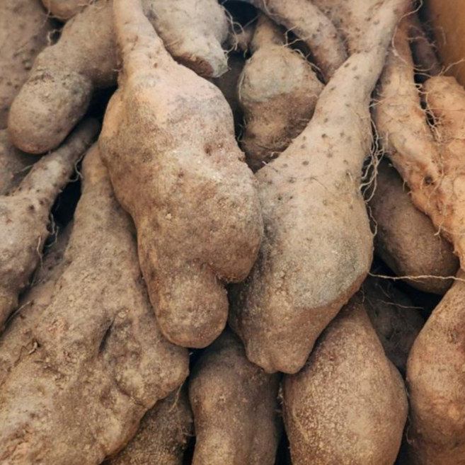 안동산마 병마 25년 참마 실속형 1kg 2 3 5kg