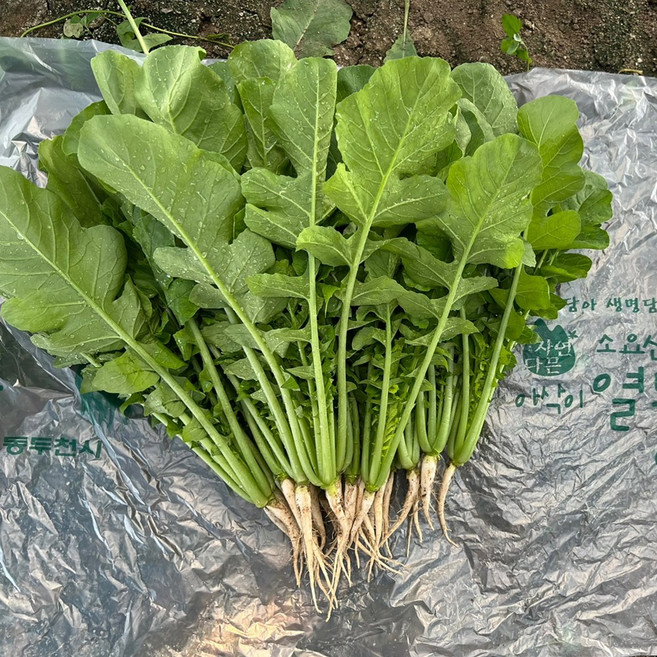 동두천 소요산 아삭이 어린 열무 싱싱한열무, 2개, kg, 2kg