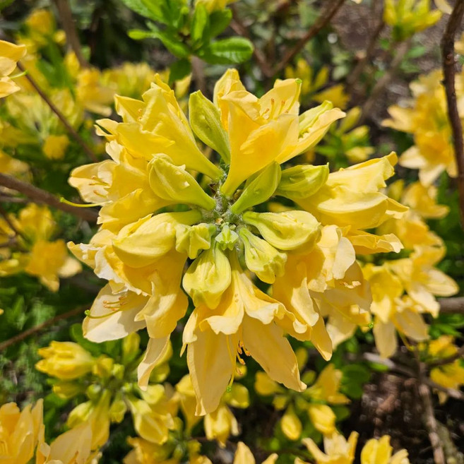 황금 철쭉 묘목 (10cm) 황금잎 관목 정원 포인트 수목 영하28도 강추위 월동가능