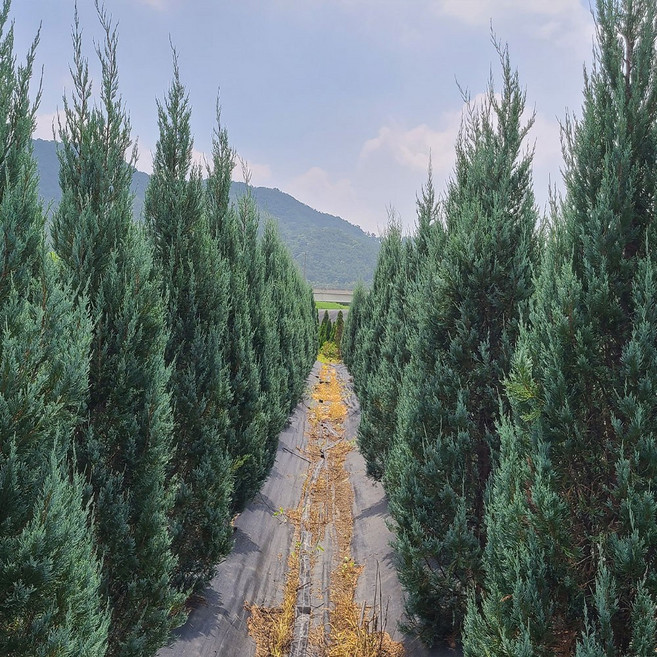 [충북농원] 블루엔젤 묘목 - 삽목묘포트묘분묘, 1개, 9. 2년생/10주 한묶음