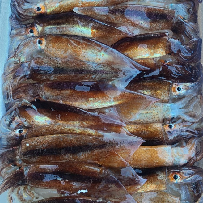 손질 통마리 오징어 (2미) 냉장 입 눈 제거, 2개, 260g