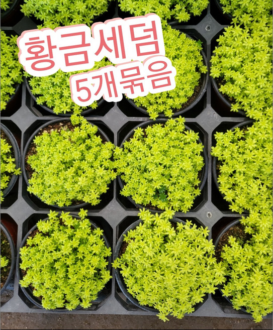 황금세덤 5개묶음/연두색 따글따글 다육식물